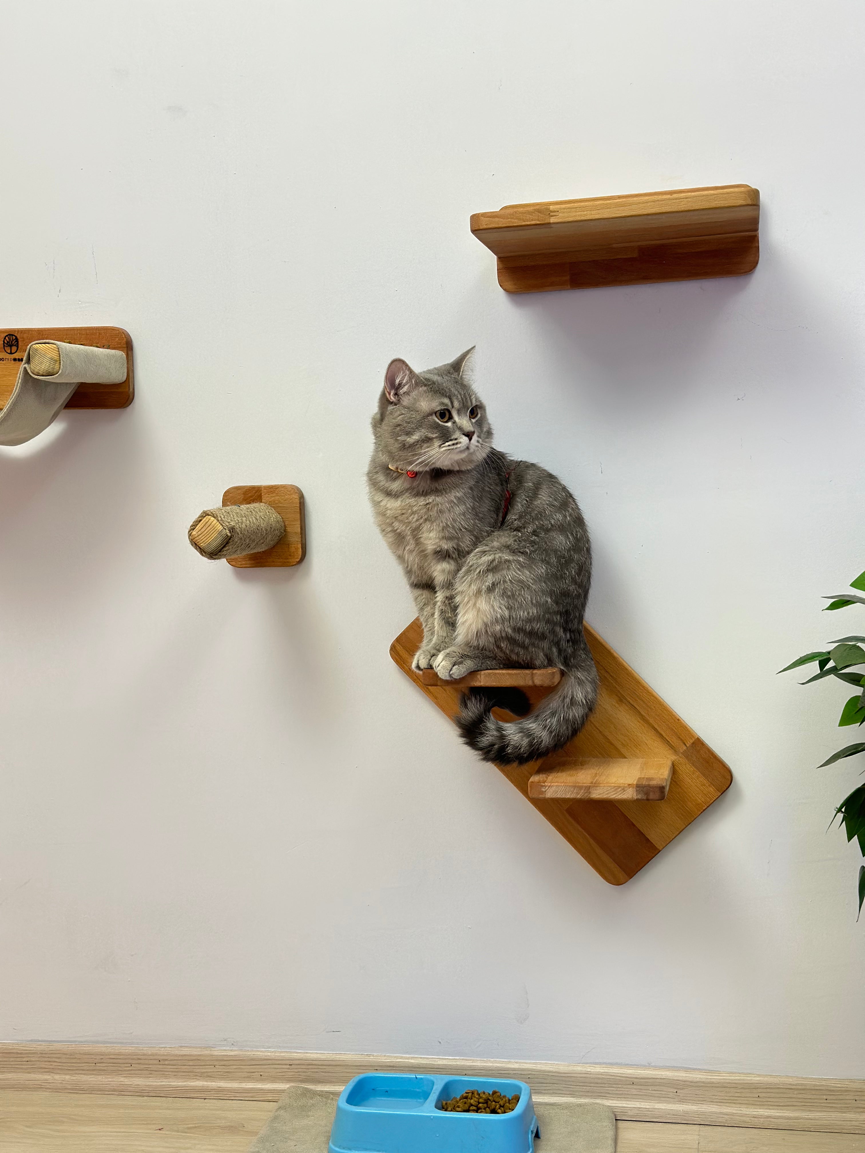 Cat Bed, Cat Furniture, Cat Climbing, Cat Bridge, Cat Bridge for Wall, Cat Wall Furniture, Cat Tower, Cat Toy, Cat Tree, Cat Hammock, Modern Cat Furniture, Cat Cave, Pet Steps 